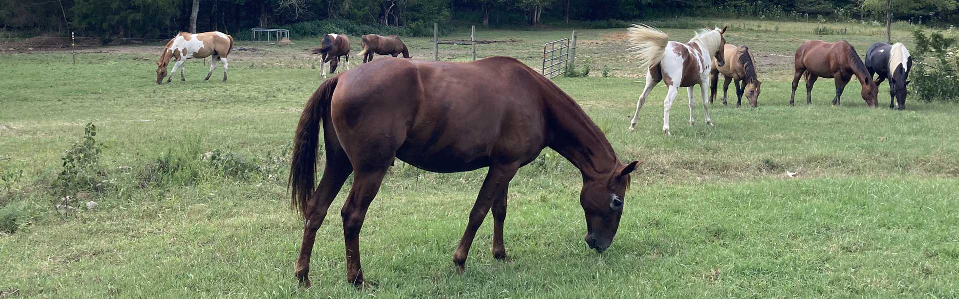 TRAINING - Perceptive Equine Therapy