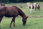 TRAINING - Perceptive Equine Therapy