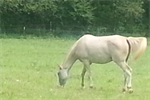 DEMO - Equine Therapy for Counseling Professionals